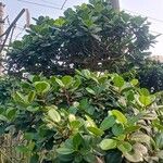 Ficus microcarpa Лист