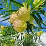 Gomphocarpus physocarpus ഫലം