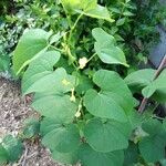 Aristolochia clematitisЛіст