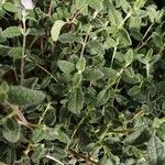 Cistus salviifolius Fuelha
