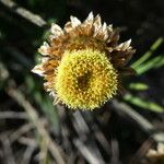 Phagnalon saxatile Квітка