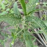 Caperonia palustris पत्ता