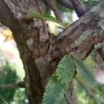 Calliandra selloi Rinde