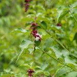 Leycesteria formosa Λουλούδι