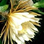 Selenicereus grandiflorus 花