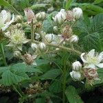 Rubus leyanus Övriga