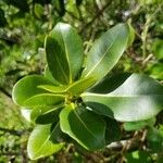 Sideroxylon borbonicum Yaprak
