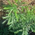 Caesalpinia echinata Hoja