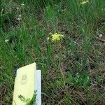 Lomatium triternatum Flower