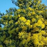 Acacia baileyana Цветок