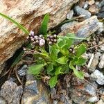 Arabis caerulea Blad