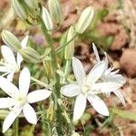 Ornithogalum narbonense Flower