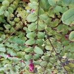 Symphoricarpos orbiculatus Blatt