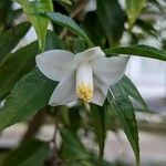 Camellia salicifolia