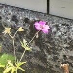 Geranium psilostemon ശീലം