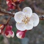 Prunus armeniaca 花