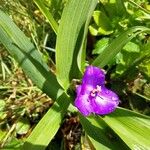 Tradescantia × andersoniana Flower