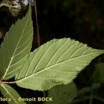 Rubus questieri Blad