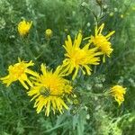 Crepis biennisCvet