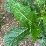 Solanum macrocarpon Blatt