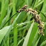 Carex paniculata പുഷ്പം