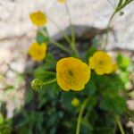 Ranunculus montanus Flower