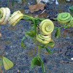 Medicago rugosa Blad