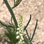 Reseda virgata Hoja