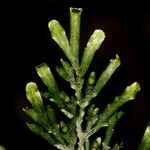 Hymenophyllum javanicum