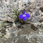 Lobelia erinusFlower