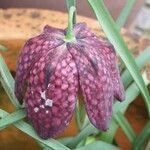 Fritillaria meleagris Kukka