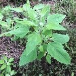 Chenopodium albumHoja