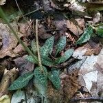 Goodyera pubescens Blatt