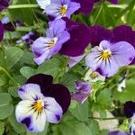 Viola tricolor 花