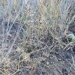 Eragrostis tenella Habit