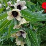 Hyoscyamus niger Flower