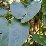 Anredera cordifolia Blad