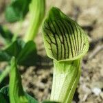 Aristolochia fontanesii Blomst