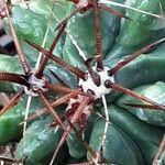 Ferocactus latispinus Цветок