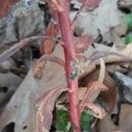 Euphorbia helioscopia 樹皮