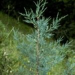 Juniperus scopulorum Casca