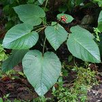 Clerodendrum buchananii Habit