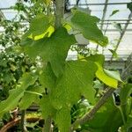 Jatropha curcas Blatt