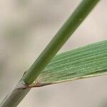 Elymus repens Blad