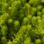 Sedum sexangulare Blad