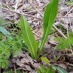 Pilosella cymosa Leaf