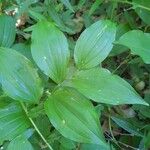 Polygonatum latifolium 葉