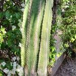 Euphorbia murielii Habitat