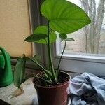 Monstera deliciosaFuelha