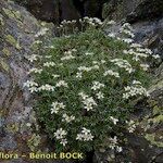 Saxifraga pentadactylis Habit